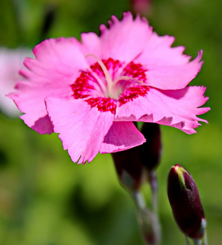 Гвоздика фото листьев