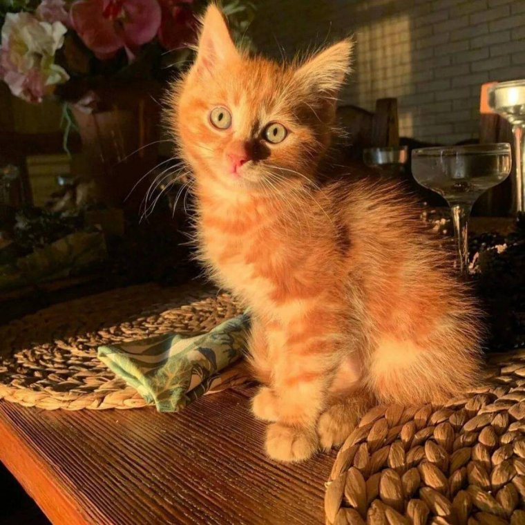 Тиктокер Симбочка