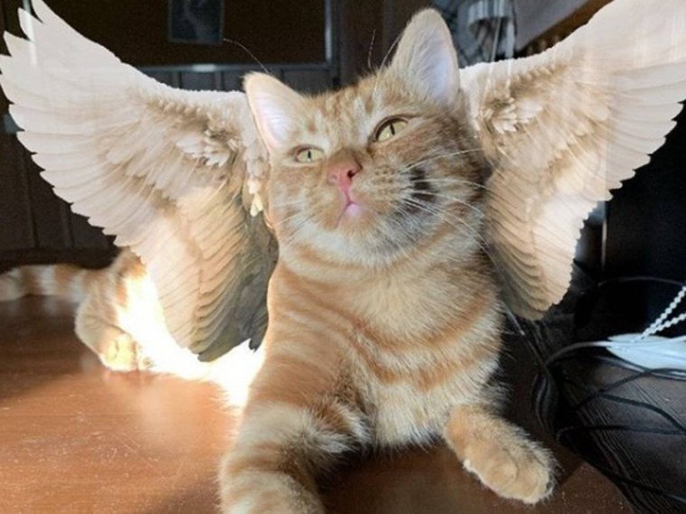 Кот Симба из тик тока