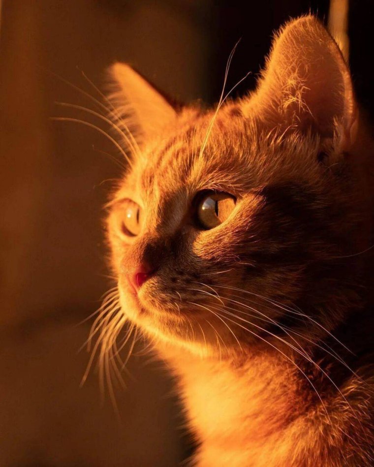 Симбочки пимбочки