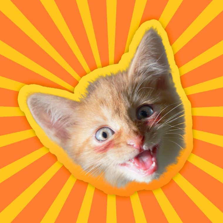 Кот Симба из тик тока