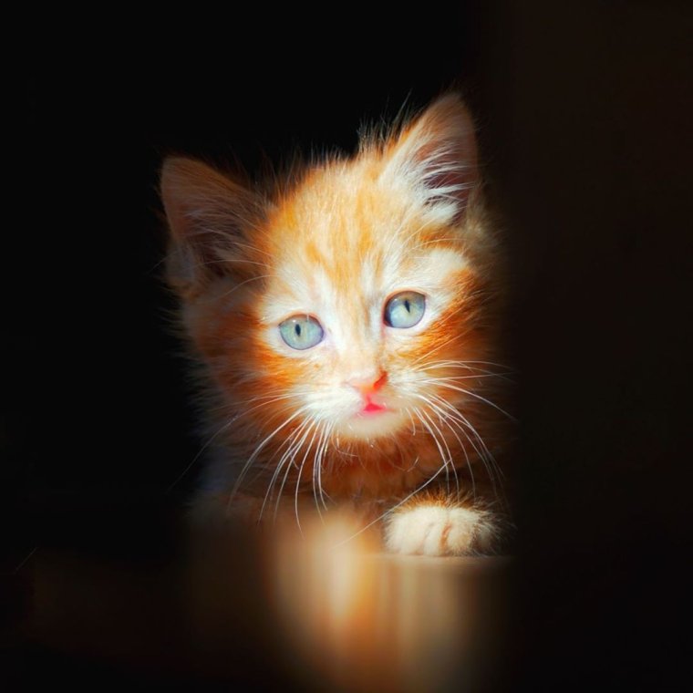 Симбочка Симбочка