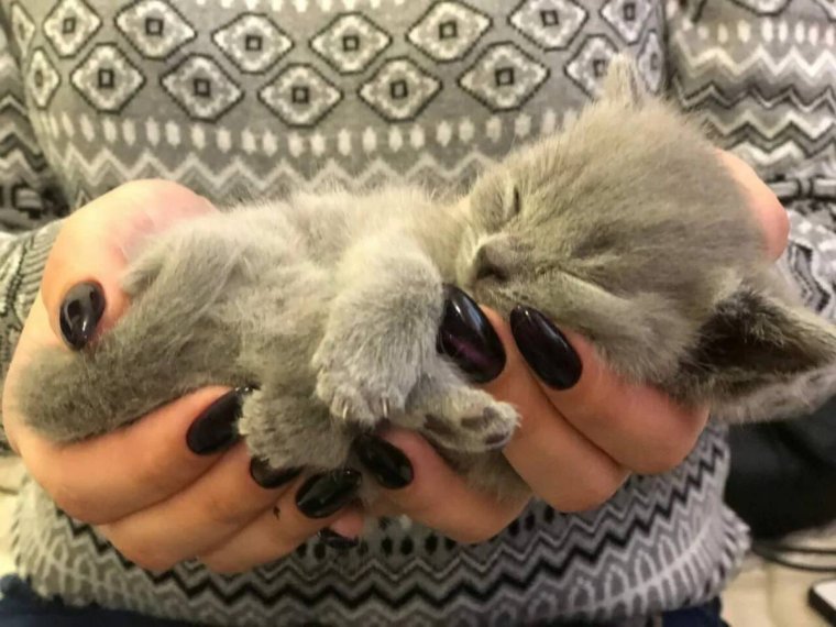 Альбатрия Симбочки