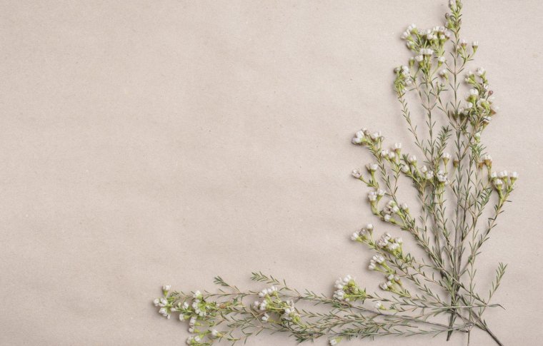 Фотофон с сухоцветами