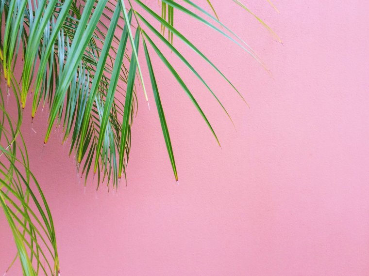 Розовые пальмы