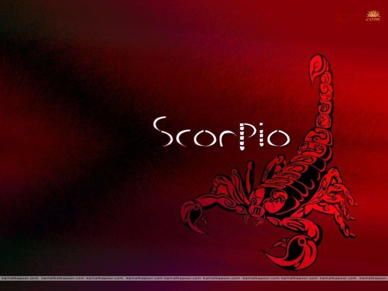 Скорпион обои