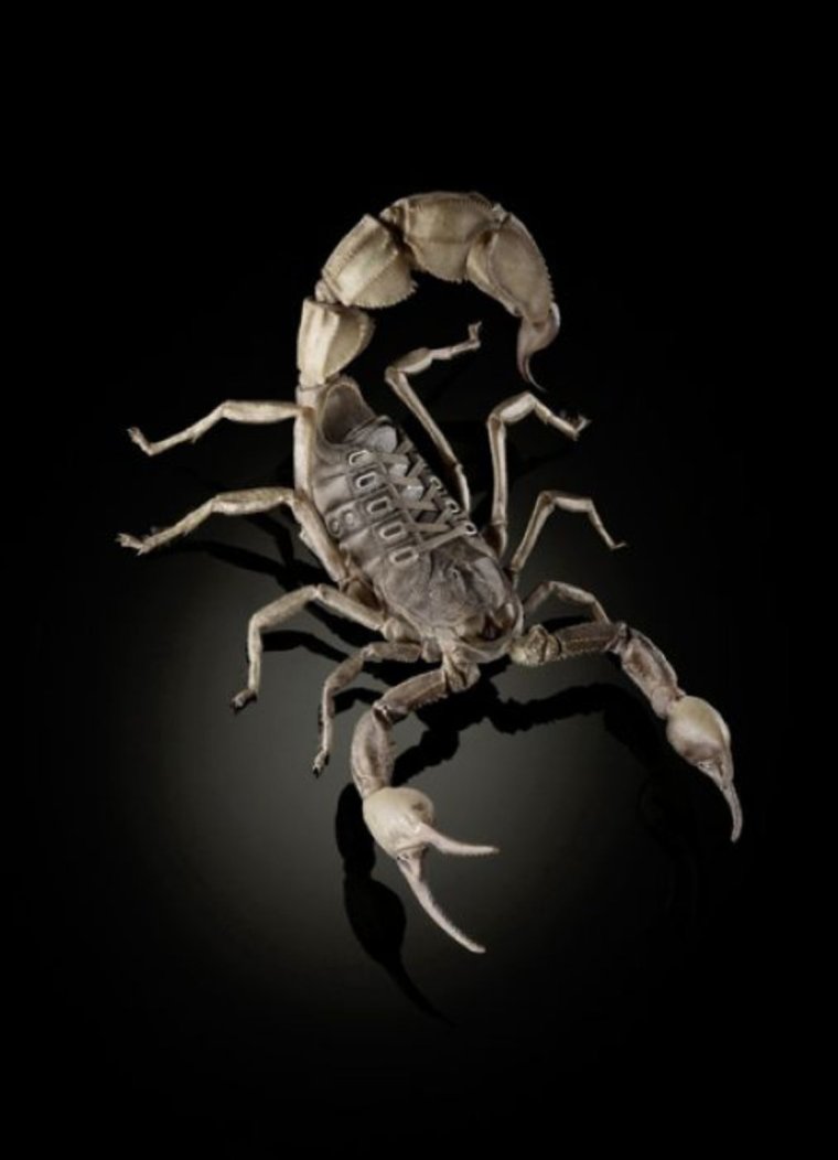 Скорпион картинки