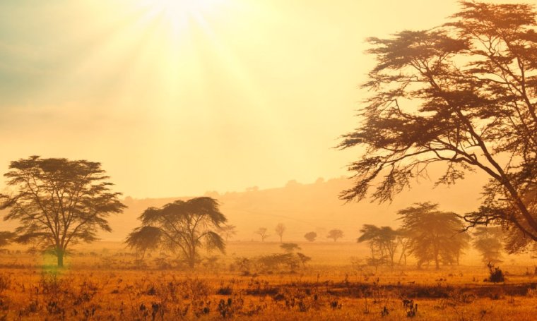 Саванна пустыня джунгли Тайга