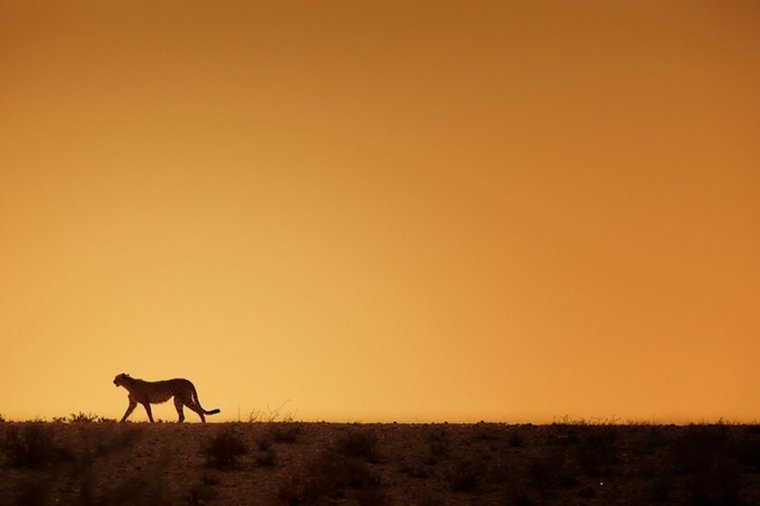 Фон для презентации про животных