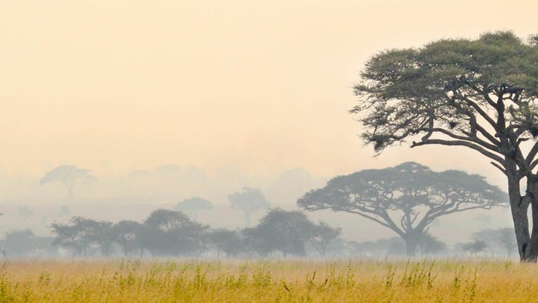 Фон для презентации Африка