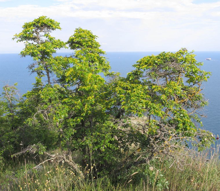 Деревья Черноморского побережья