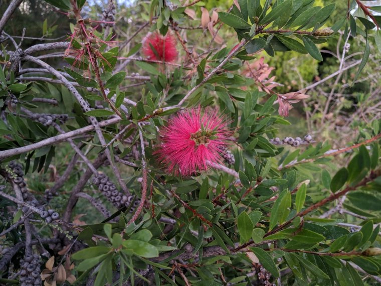 Колючие растения побережья черного моря