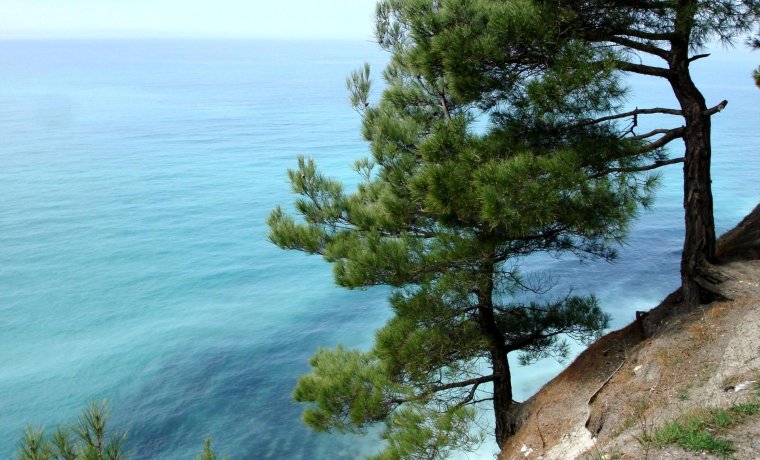 Джанхотский Бор сосны пицундской