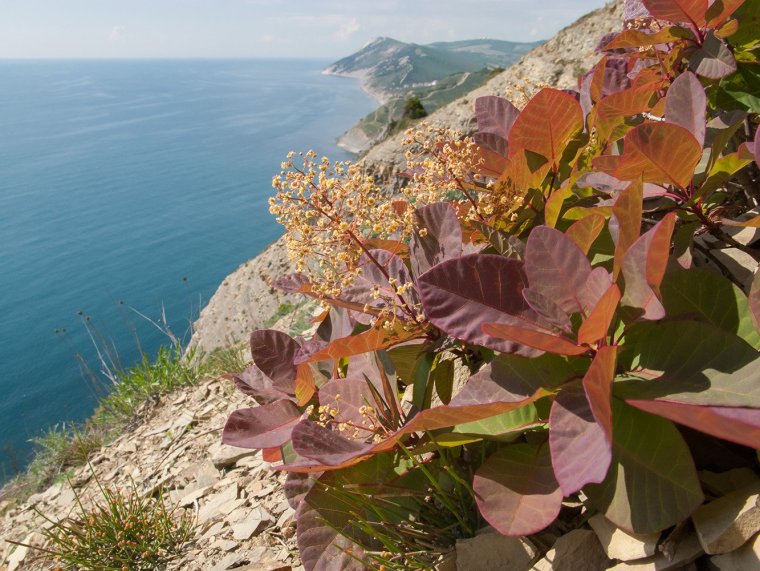 Скумпия Крымская