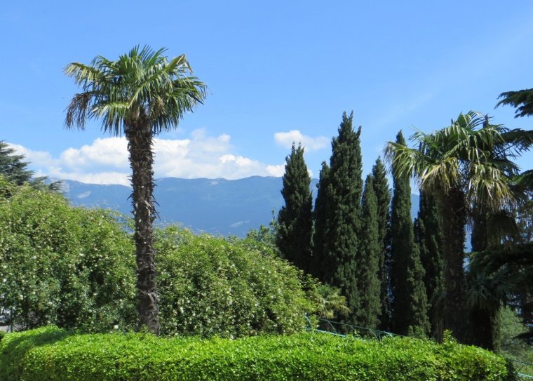 Зона субтропиков Сочи