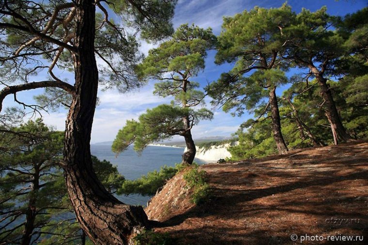 Пицундская сосна Джанхот