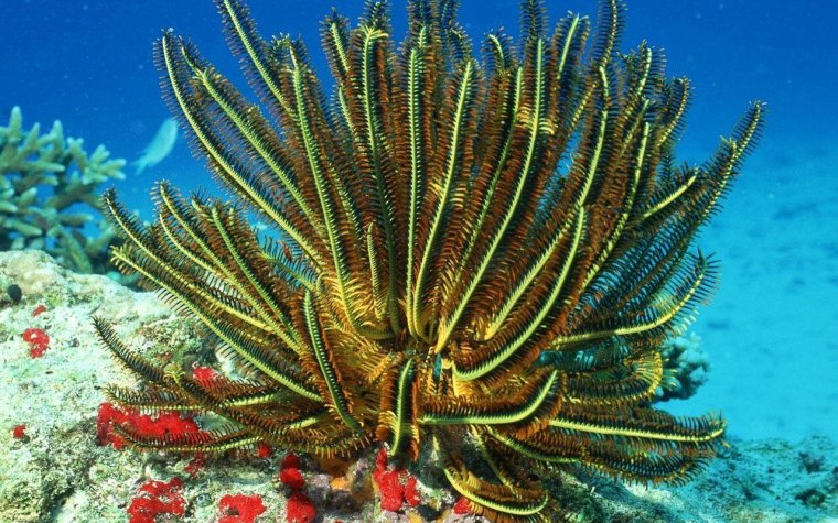 Подводные растения