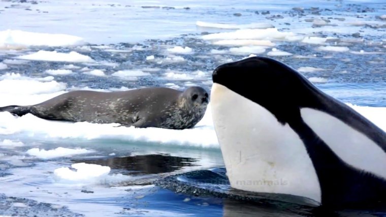 Антарктида кит Касатка