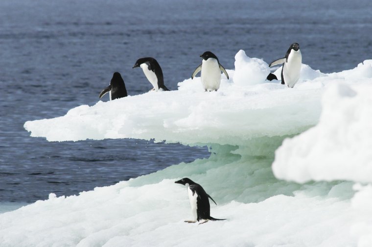 Южный океан животные и о них записи