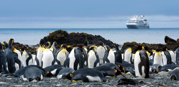 Южный океан пингвины