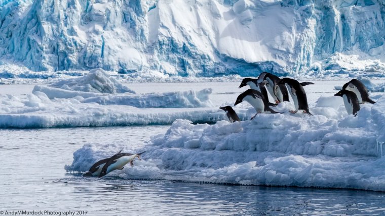 Флора и фауна Антарктиды