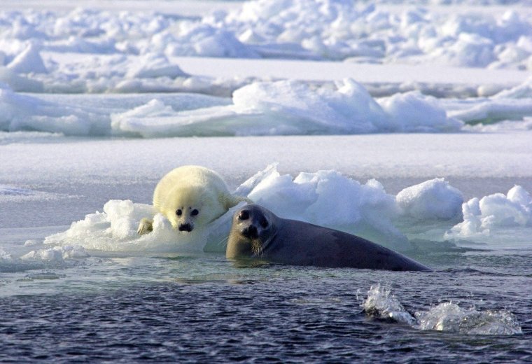 Гренландский тюлень Нерпа