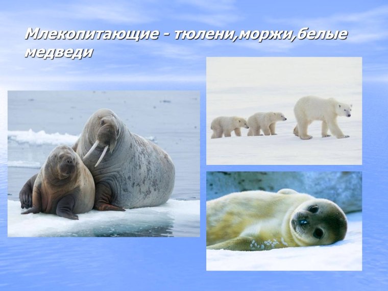 Обитатели Северного Ледовитого океана для детей