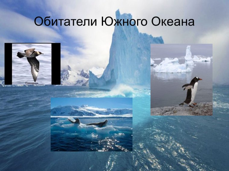 Обитатели Южного океана