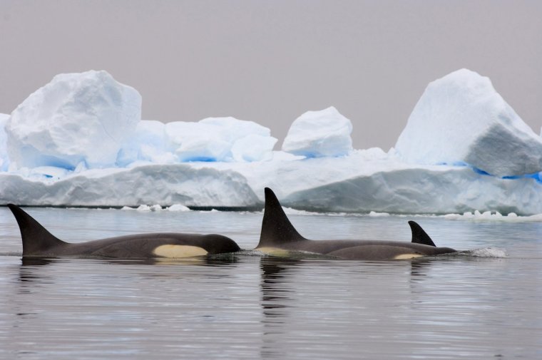 Antarctic Killer Whales