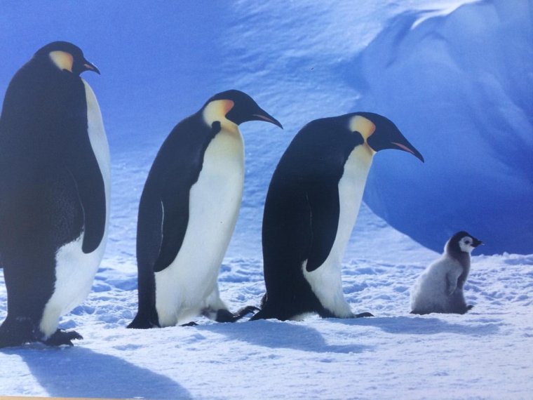 Северный полис с пингвинами