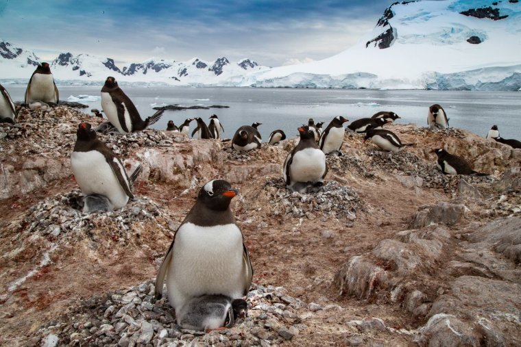 Южный океан фауна Южного океана