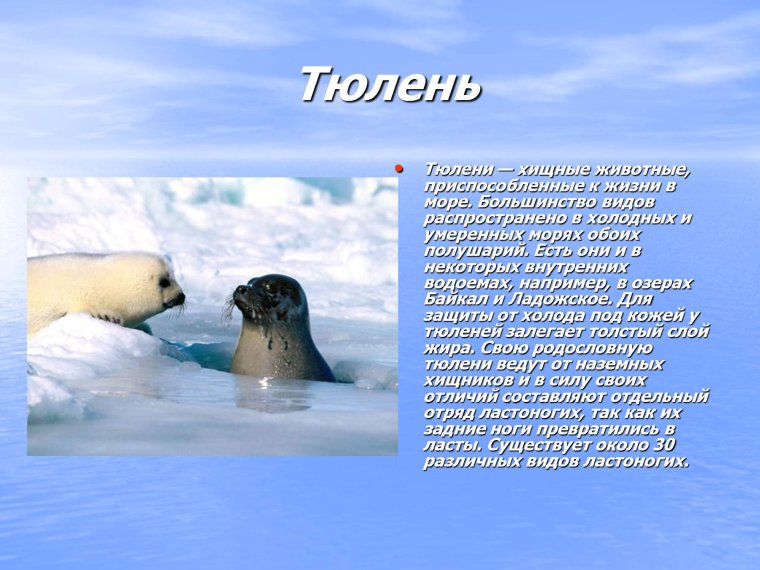 Органический мир Северного Ледовитого