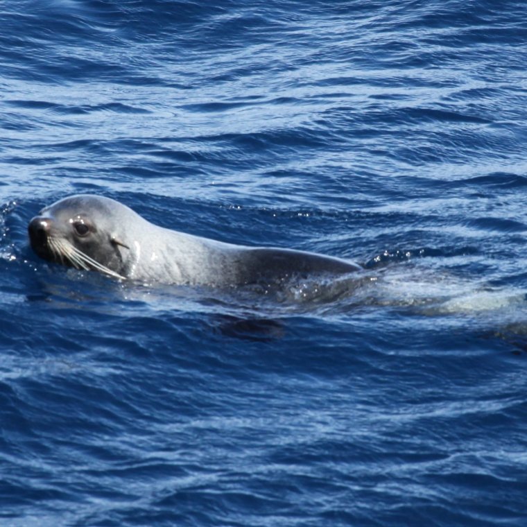 Хищники Южном океане