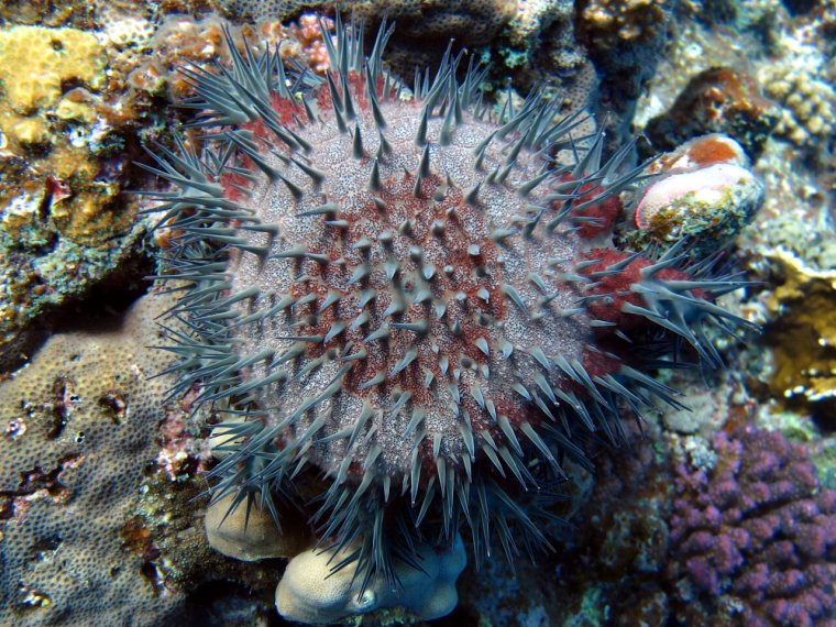 Морские обитатели Антарктиды