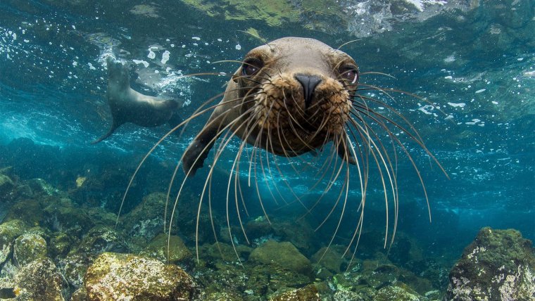 Просмотр энциклопедии океана Нэшнл географик