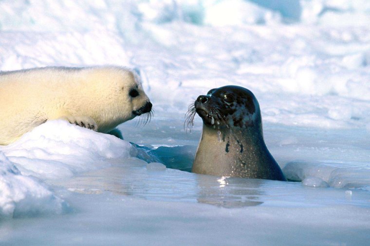 Гренландский тюлень Нерпа