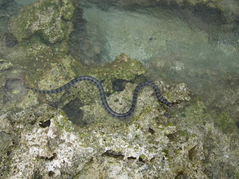 Карадагский змей