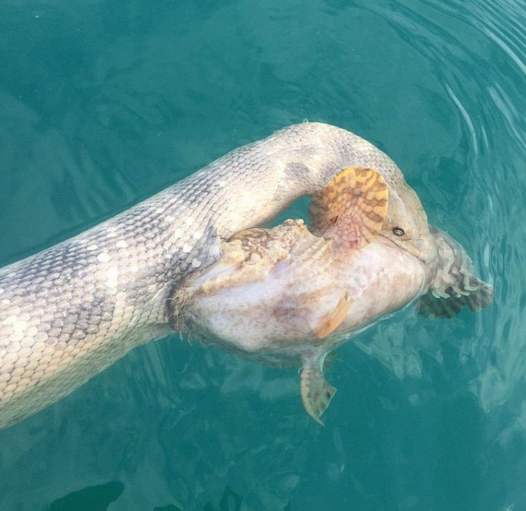 Карадагский змей