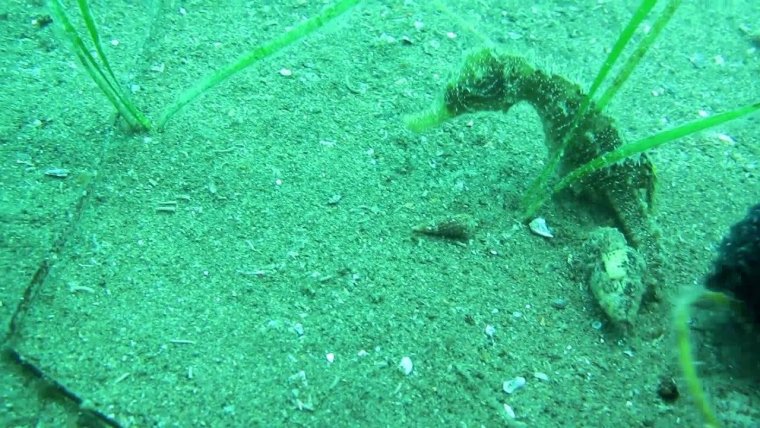 Змея в Крыму в воде