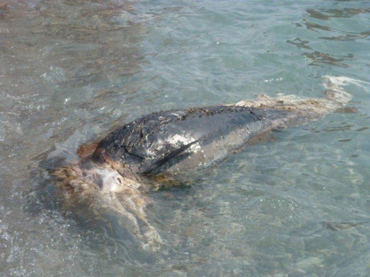 Карадагский змей в черном море