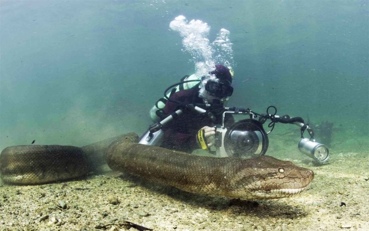 Змей Блэки Карадагский