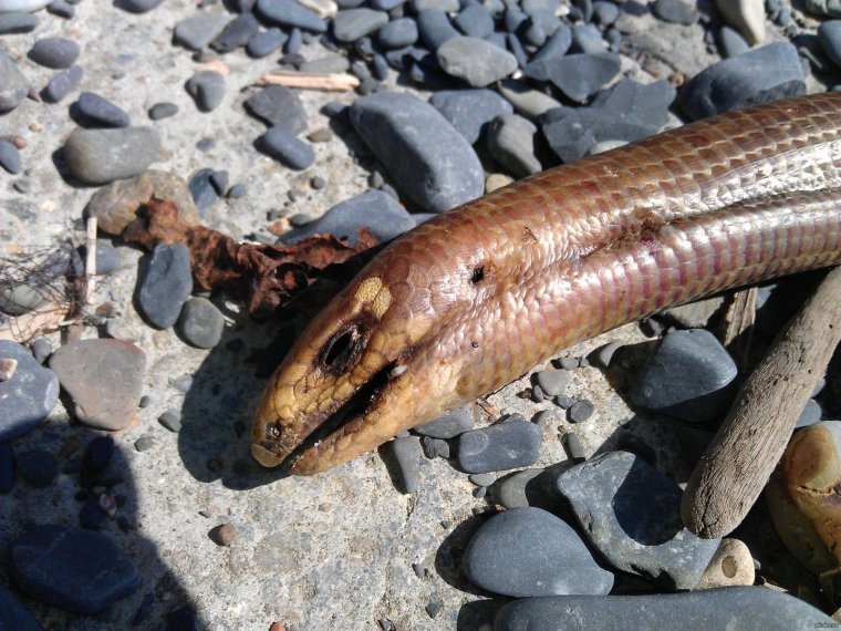 Полоз Черноморский