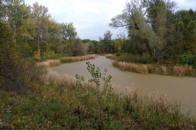Озеро Старица Новосибирск