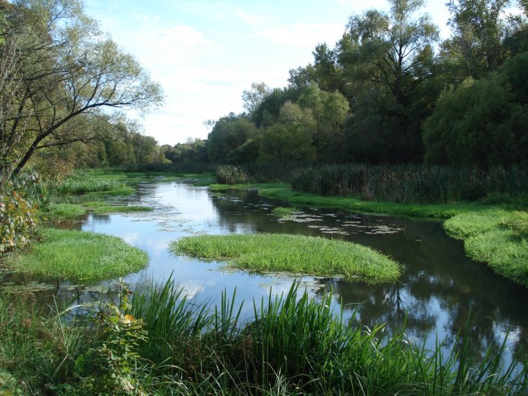 Старица реки
